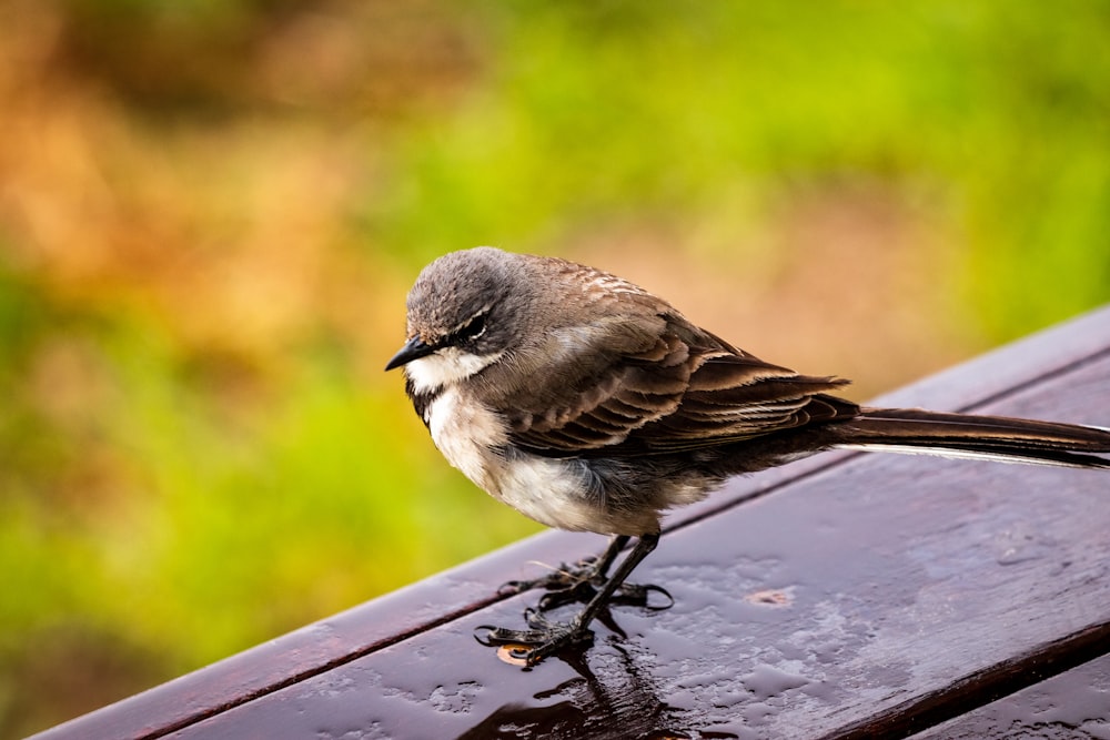 brown and white bird on brown wooden table