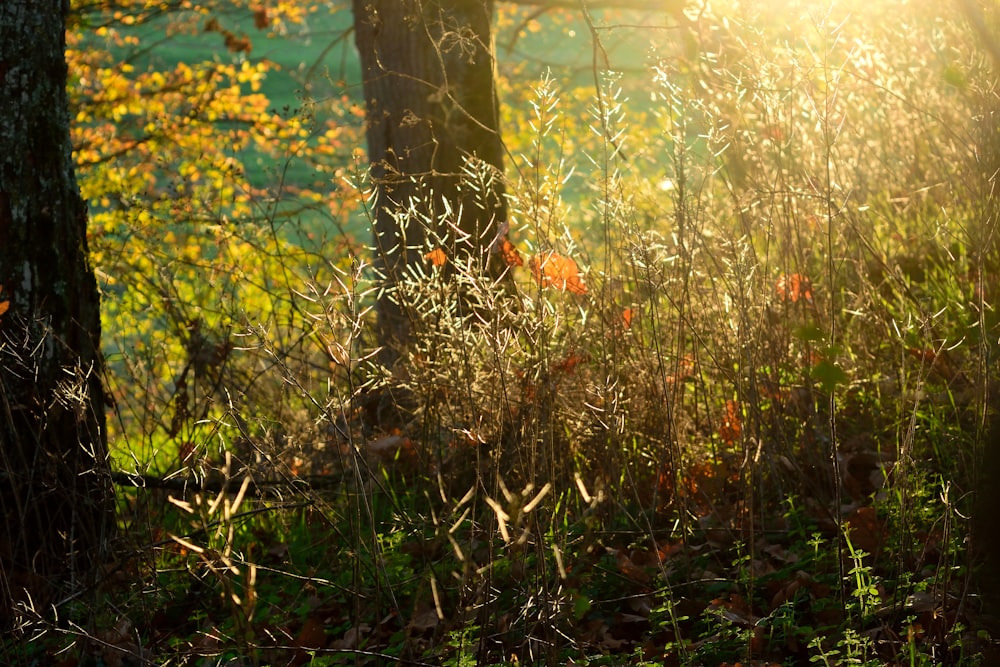 brown tree trunk on green grass field during daytime