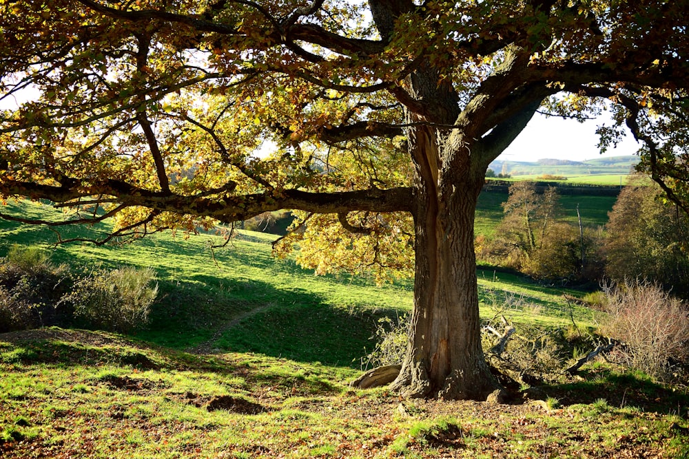 brown tree on green grass field during daytime