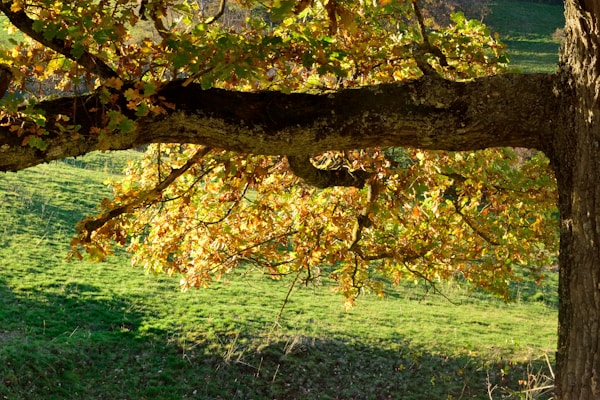 A large tree branch extends across the image, adorned with golden autumn leaves. The sunlight illuminates the leaves, creating a warm glow against a backdrop of verdant grass and rolling hills.