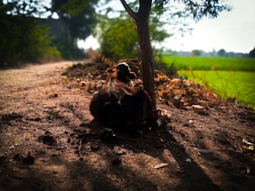 A peaceful desi cow resting under a tree at rk goshala.