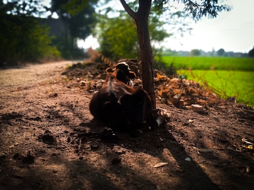 A peaceful desi cow resting under a tree at rk goshala.
