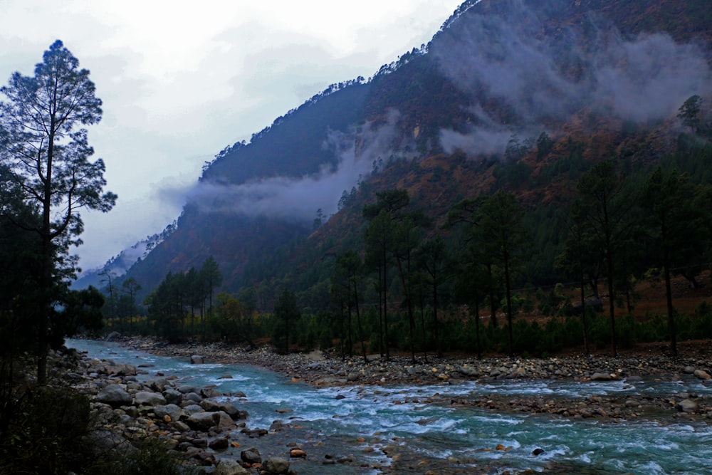 green trees near river during daytime