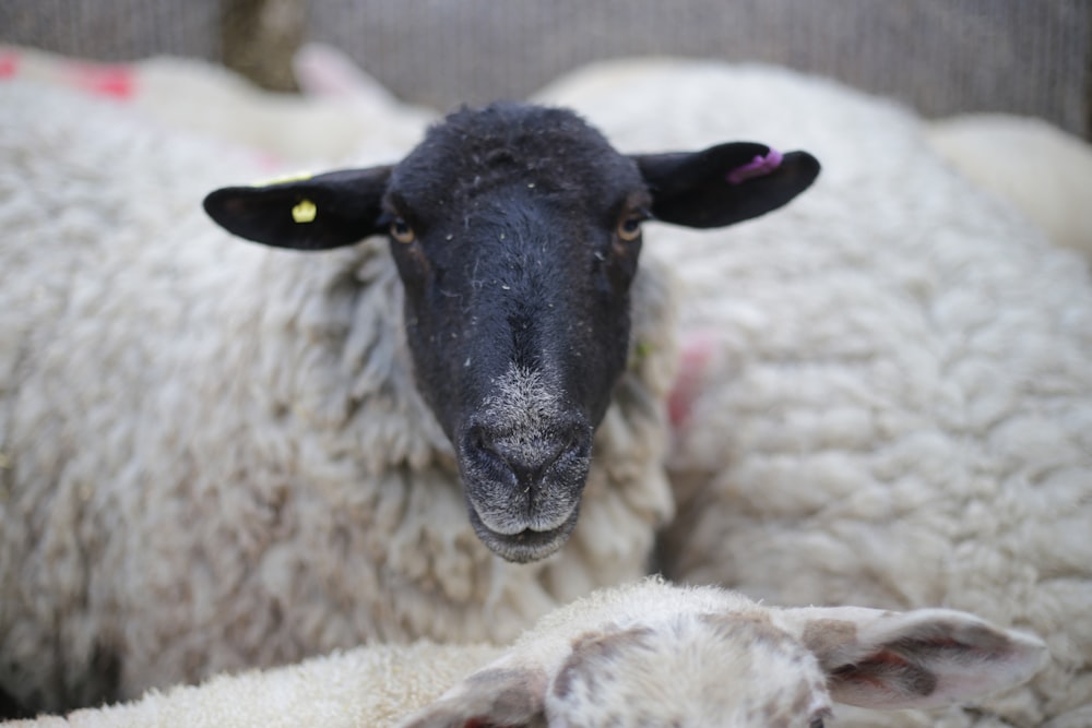 black and white sheep on white textile