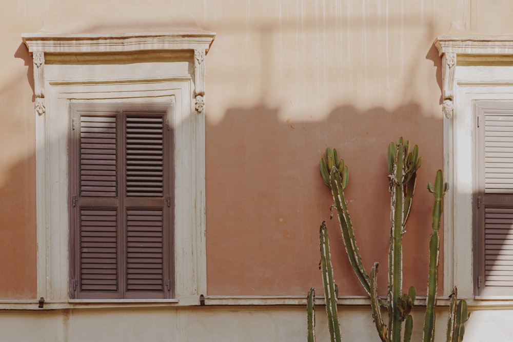 green cactus plant beside brown wooden window
