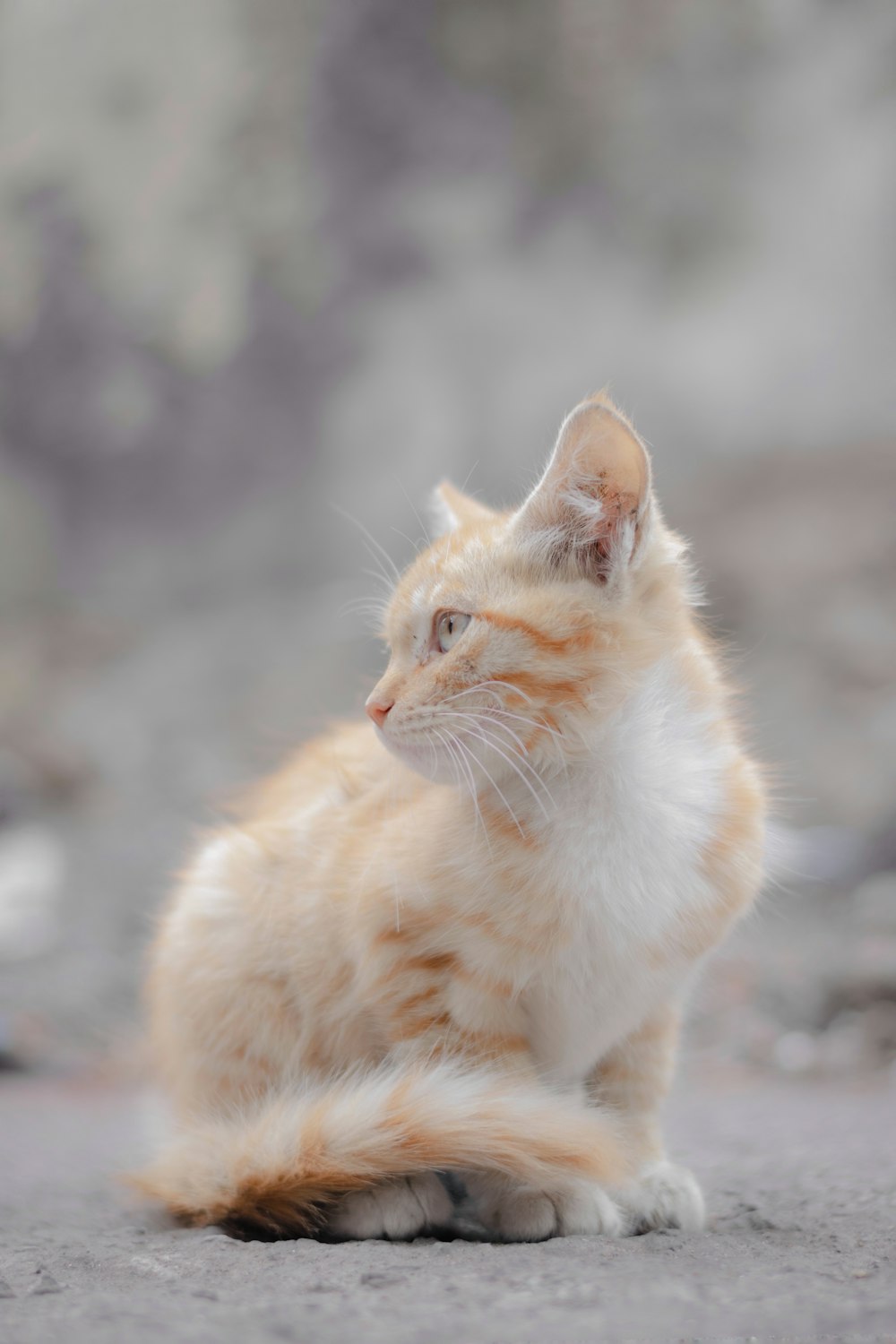 orange tabby cat on gray ground during daytime