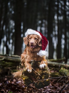dogAdvisor | dog Advisor | dogadvisor.dog | dog Advisor
