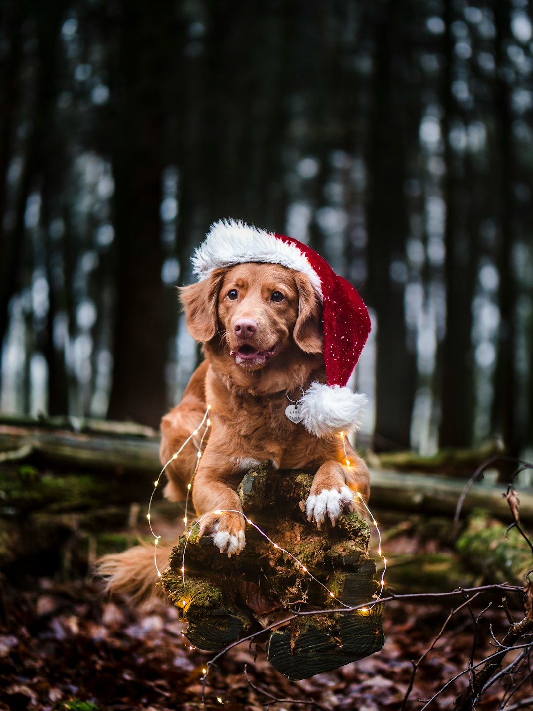 brown short coated dog wearing santa hat
