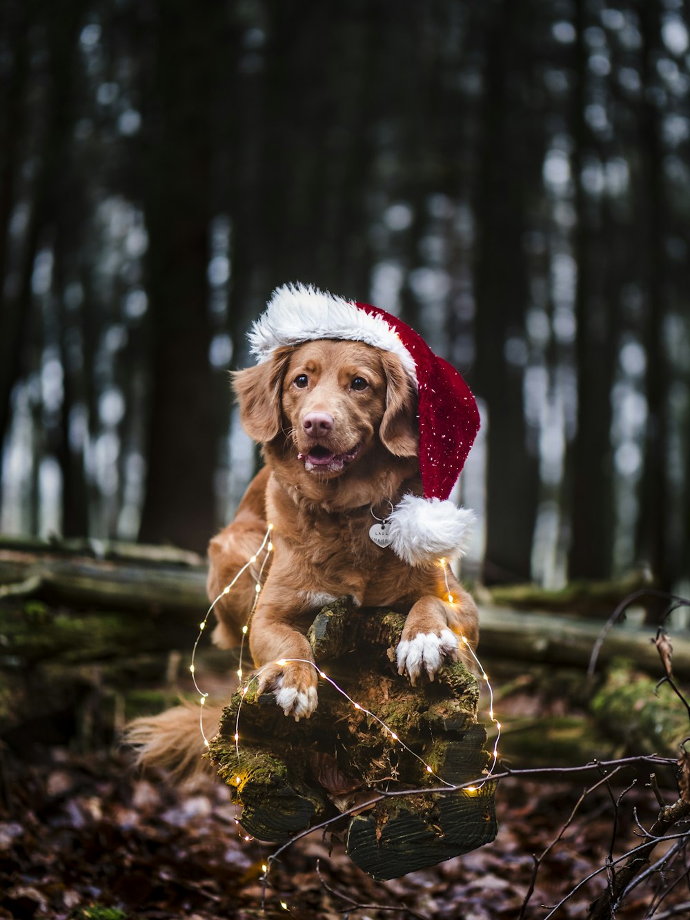brown short coated dog wearing santa hat
