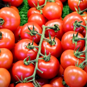 red tomatoes on green leaves