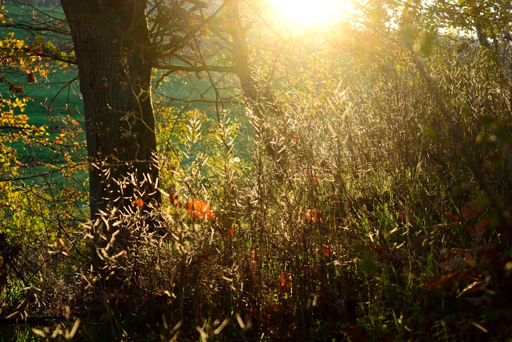 green grass and trees during daytime