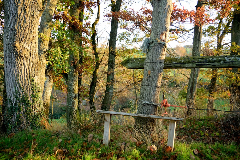 white wooden fence near brown and green trees