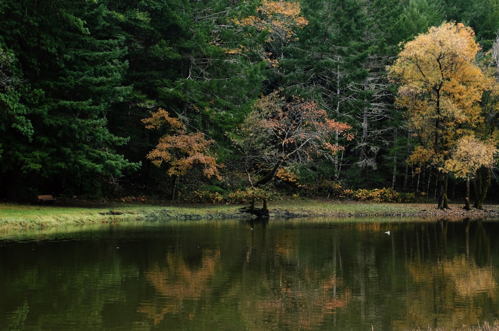 green trees beside body of water during daytime