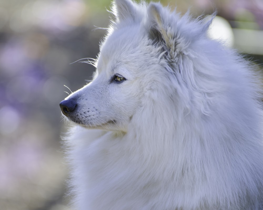 cão branco de pelagem longa na lente tilt shift