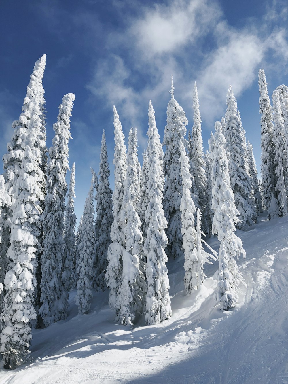 árboles cubiertos de nieve bajo nubes blancas y cielo azul durante el día