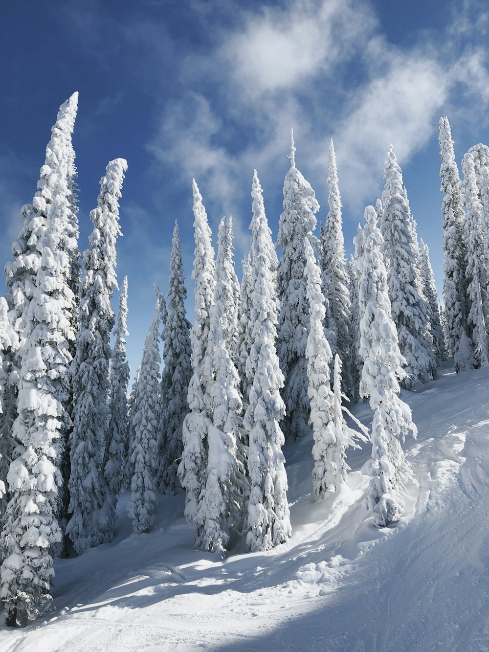 Schneebedeckte Bäume unter weißen Wolken und blauem Himmel tagsüber