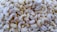 A pile of shelled cashew nuts with a creamy off-white color. The cashews are all similar in shape, with a curved, crescent-like appearance, and are densely packed together.