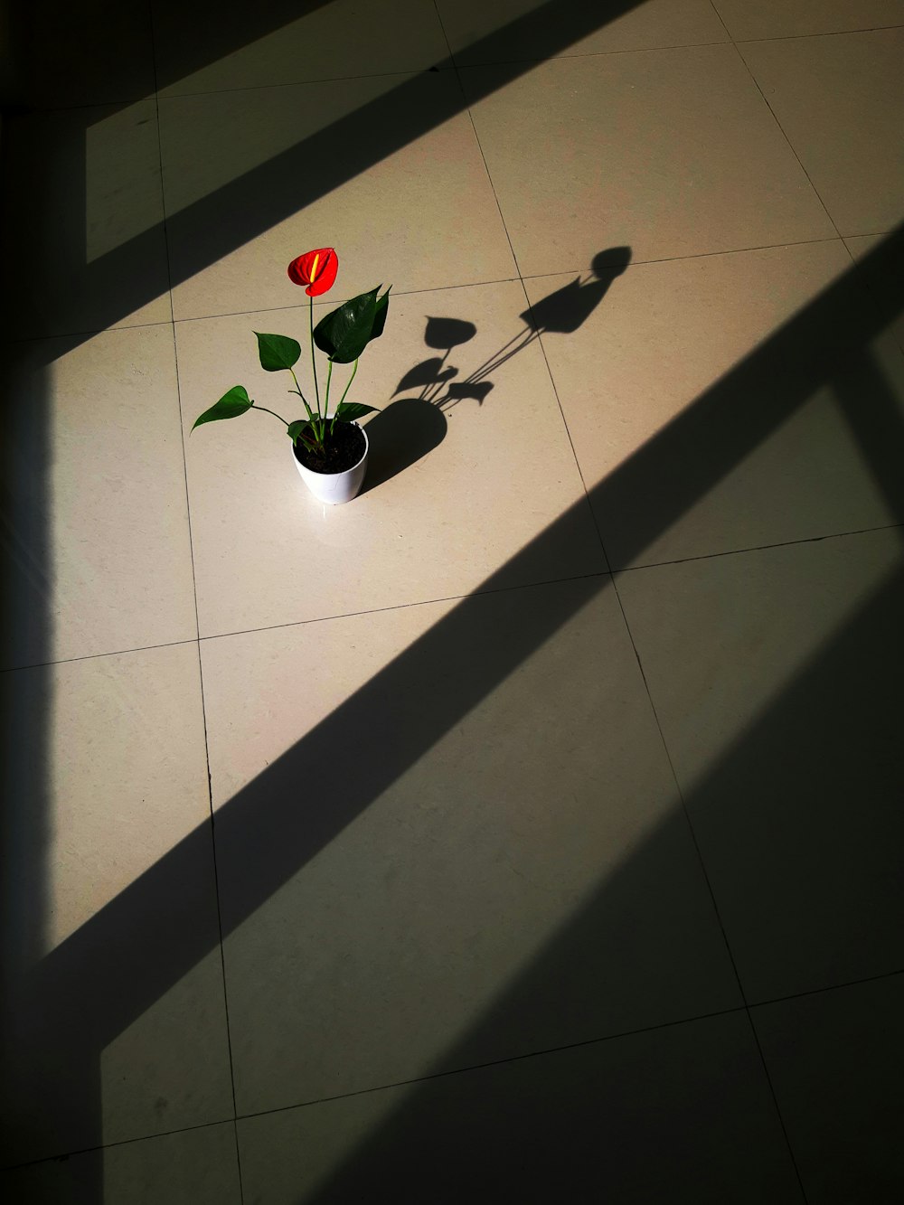 red rose in white ceramic pot on white tiled floor