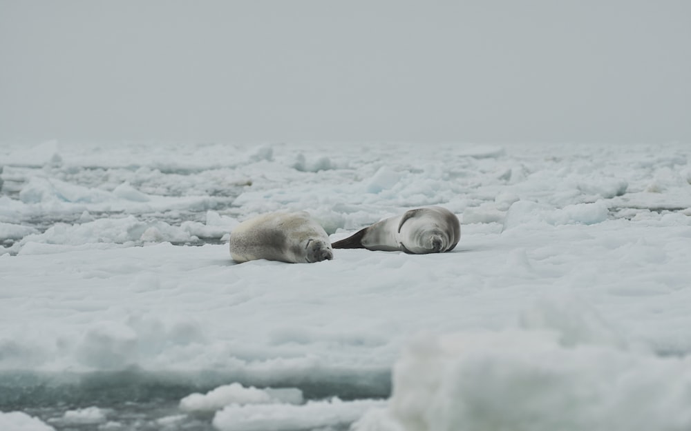 white polar bear lying on snow covered ground during daytime