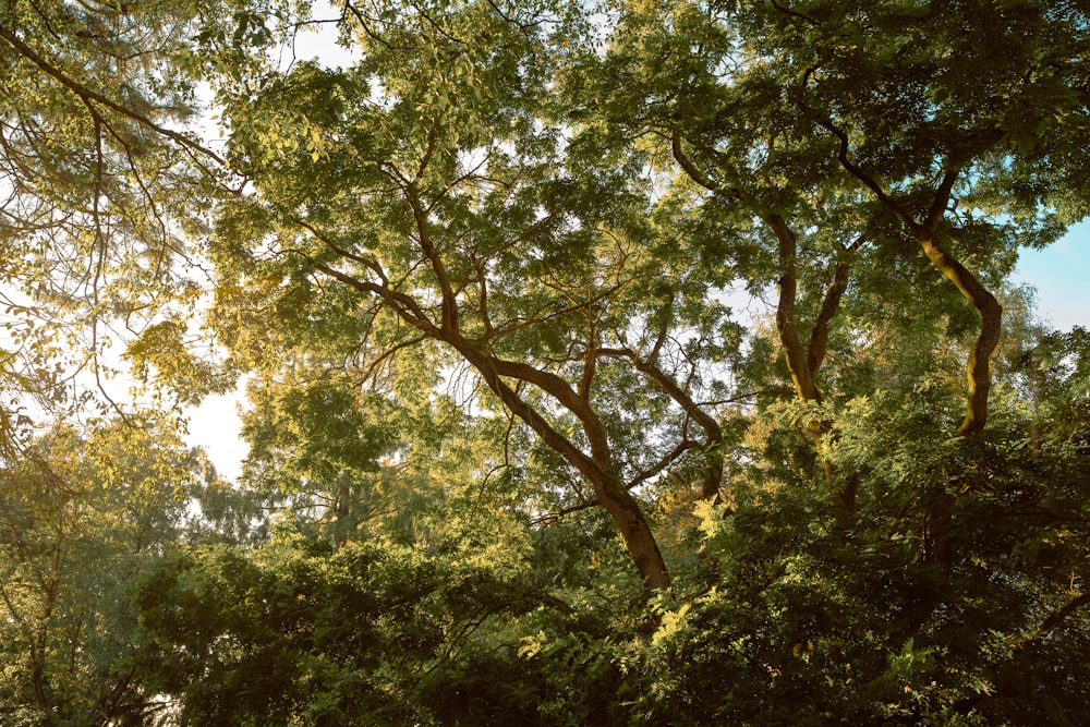 green trees under white sky during daytime