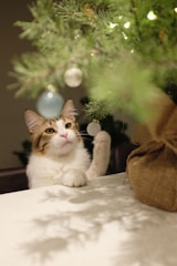 A fluffy cat with white and brown fur sits at a table, reaching up with its paw towards a Christmas tree adorned with ornaments and lights. The tree has lush green branches and is decorated with light blue and white baubles. Both the cat and the tree are well-lit, creating a cozy and festive atmosphere.