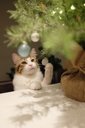 A fluffy cat with white and brown fur sits at a table, reaching up with its paw towards a Christmas tree adorned with ornaments and lights. The tree has lush green branches and is decorated with light blue and white baubles. Both the cat and the tree are well-lit, creating a cozy and festive atmosphere.