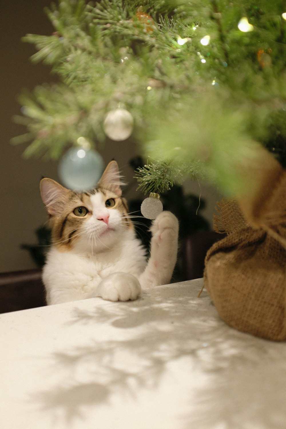 orange and white tabby cat on white table