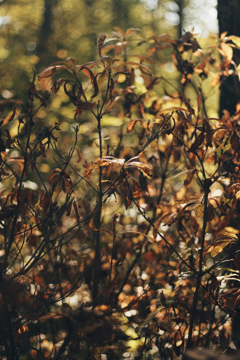 brown and green plant during daytime