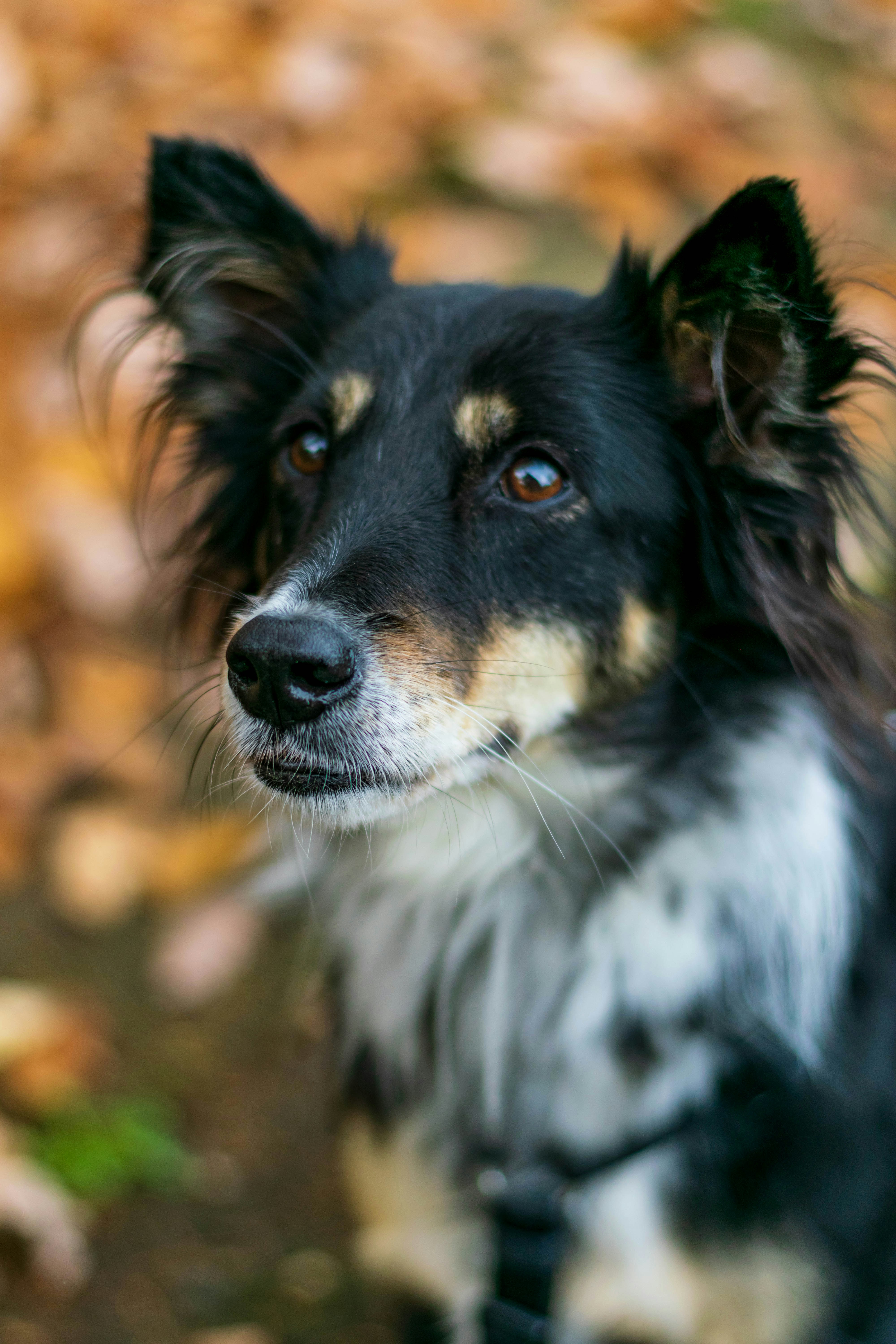 Black and white border collie photo – Free Animal Image on Unsplash, image size:3000x4500