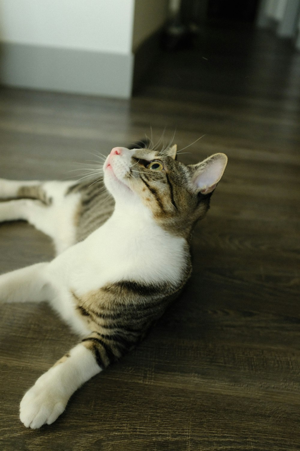 white and brown tabby cat lying on brown wooden floor