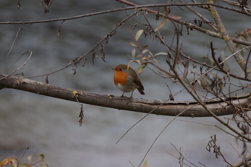 orange and brown bird on tree branch during daytime