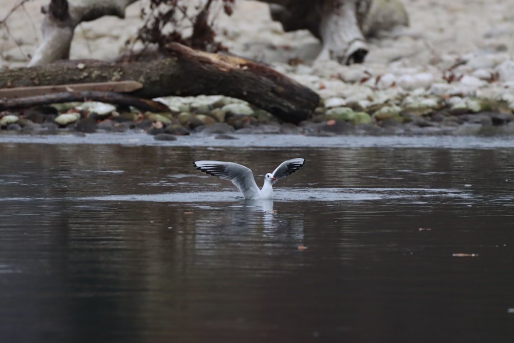 Pato gris en el agua durante el día