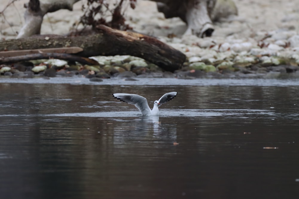 gray duck on water during daytime