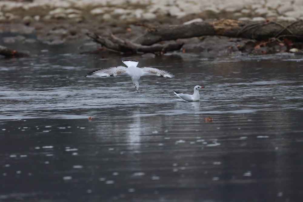 white bird flying over water during daytime