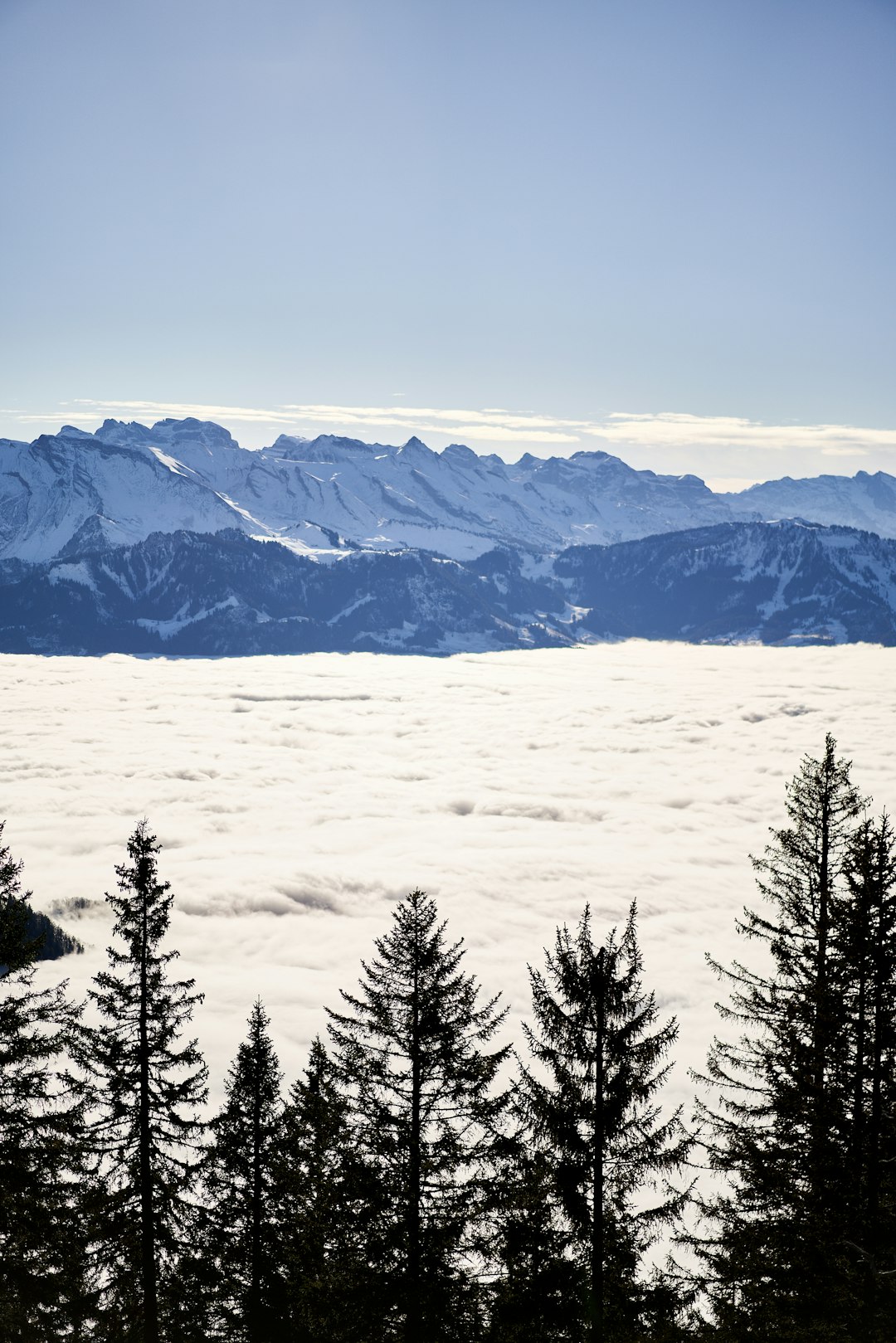 green pine trees on white snow covered mountain during daytime