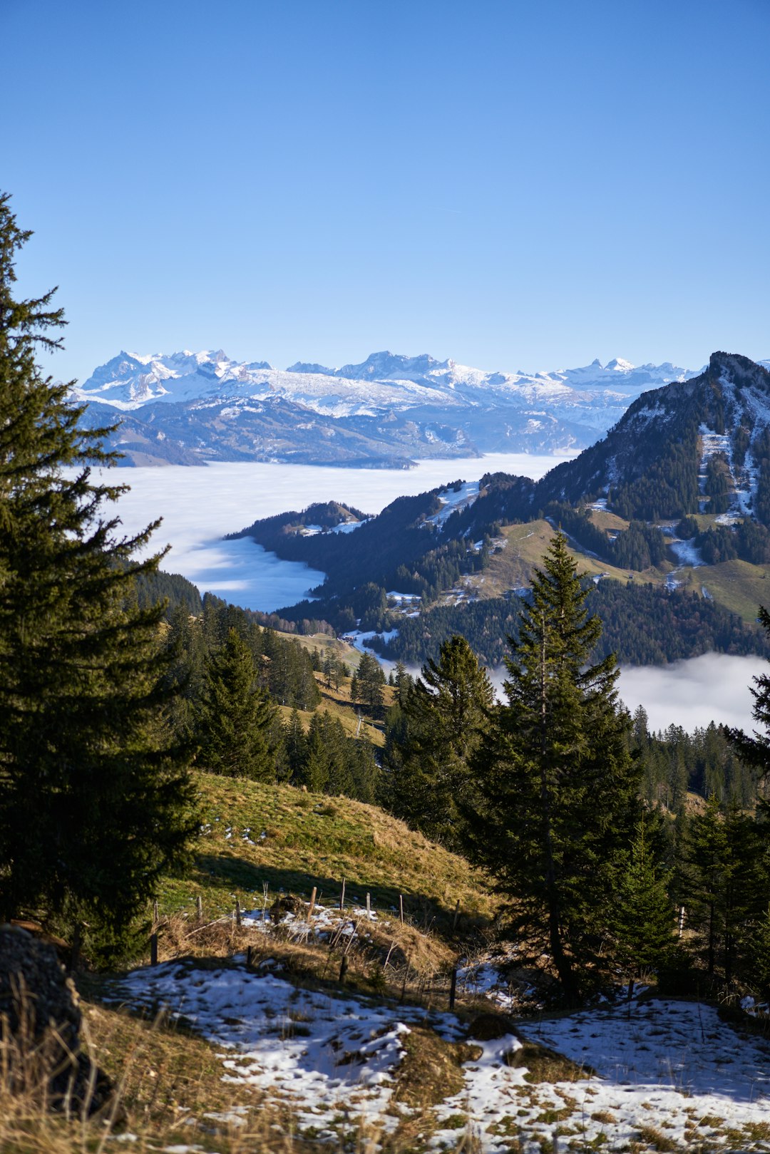 green pine trees near mountain under blue sky during daytime