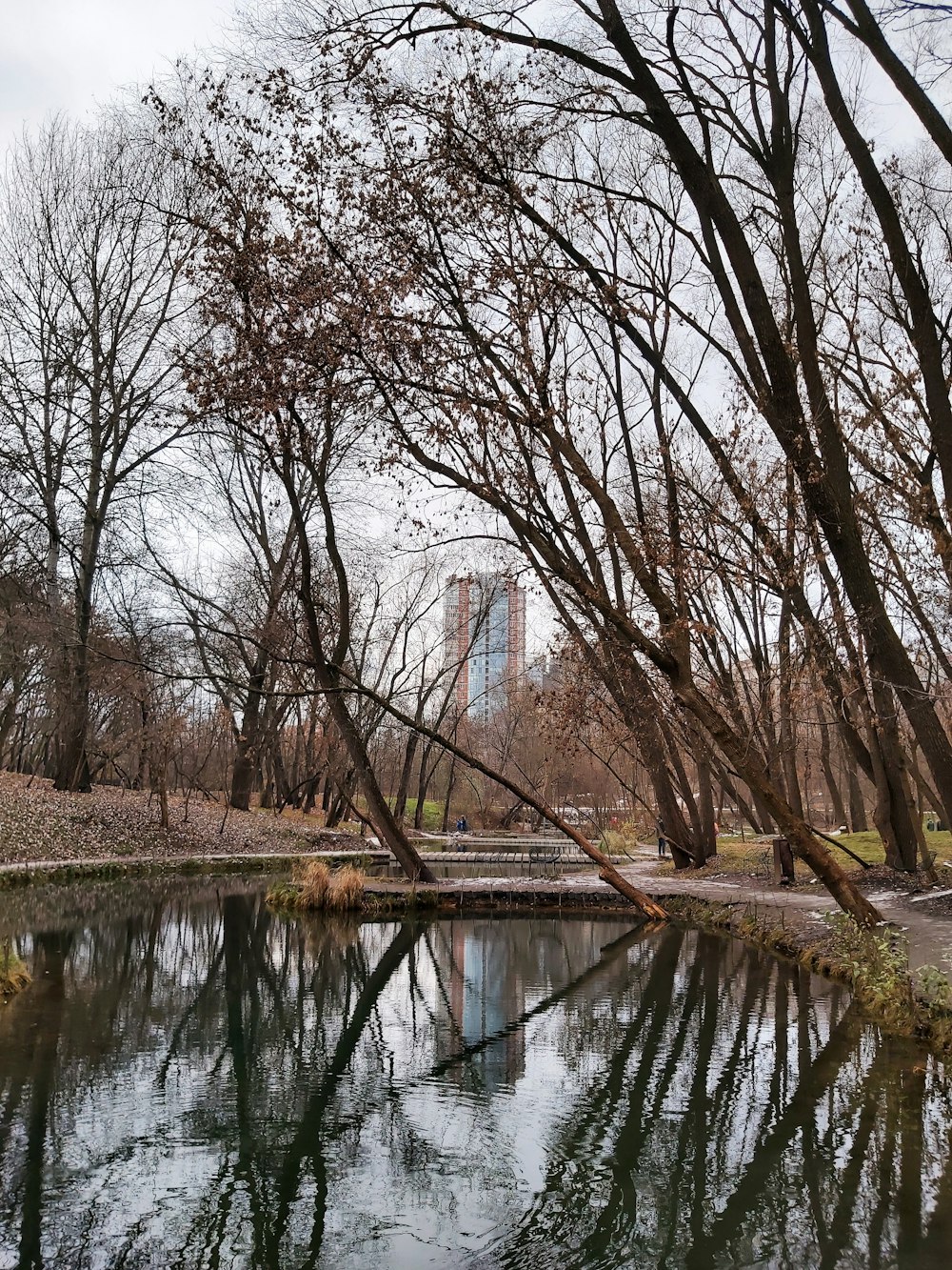 bare trees near river during daytime