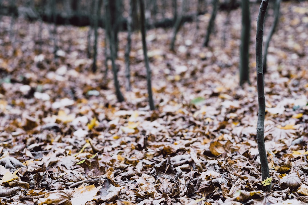 brown dried leaves on ground during daytime