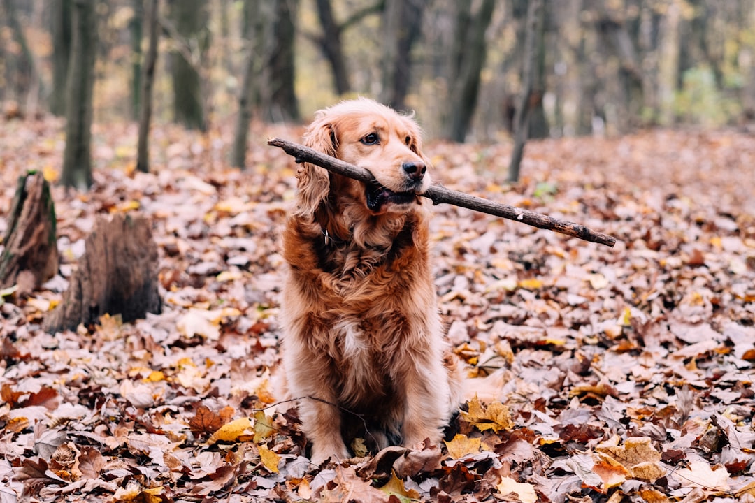 golden retriever sitting on dried leaves during daytime