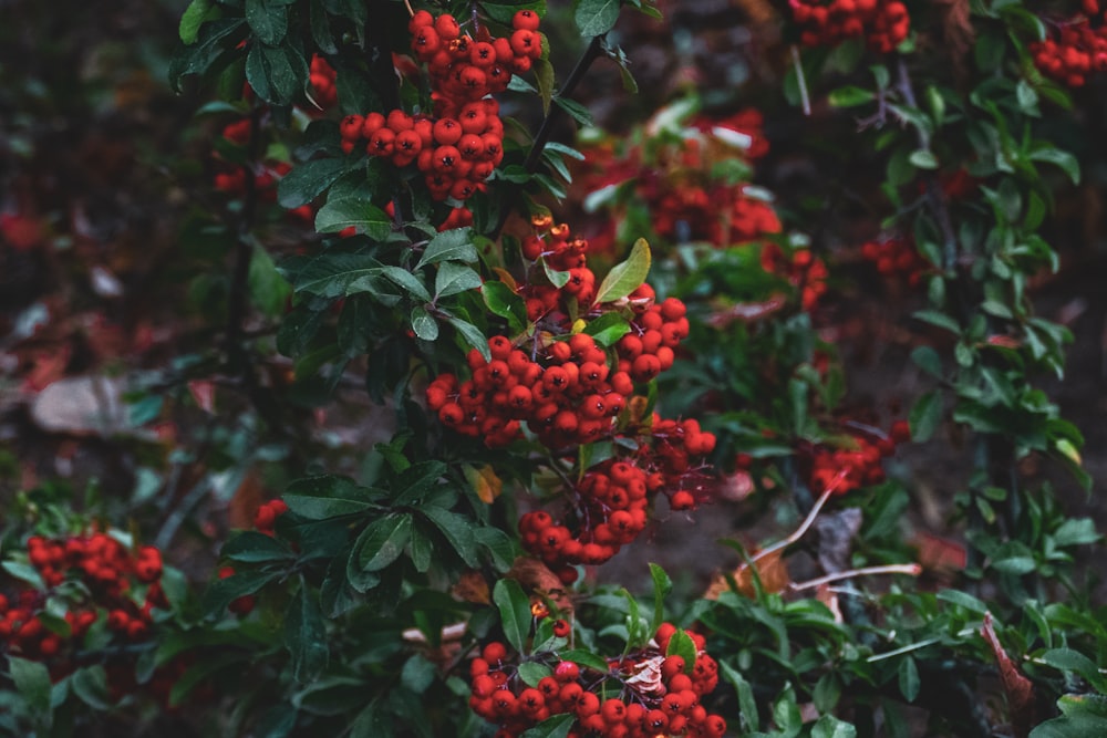 red and green leaves plant