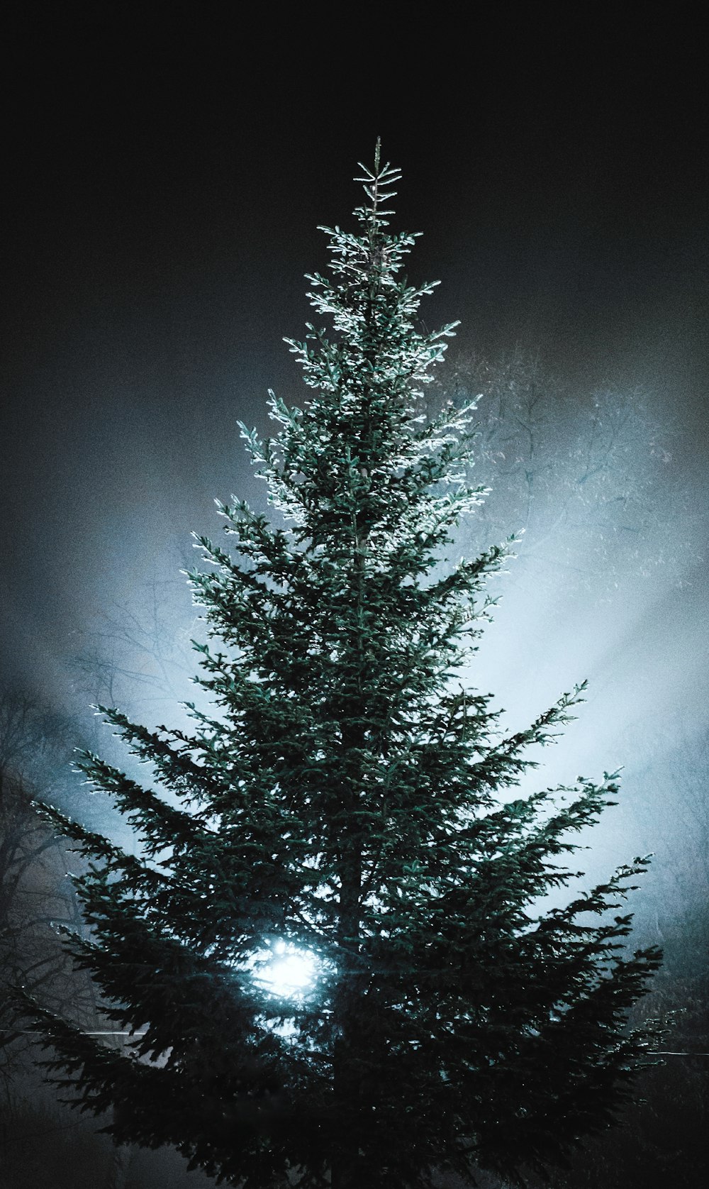 green pine tree under blue sky