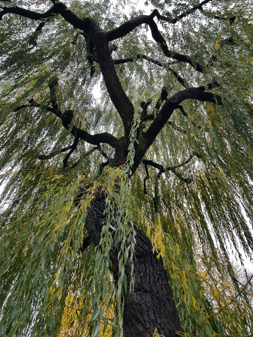 árbol verde bajo el cielo blanco durante el día