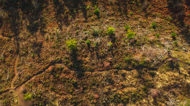 Aerial view showing the layout of several land sections with natural vegetation.