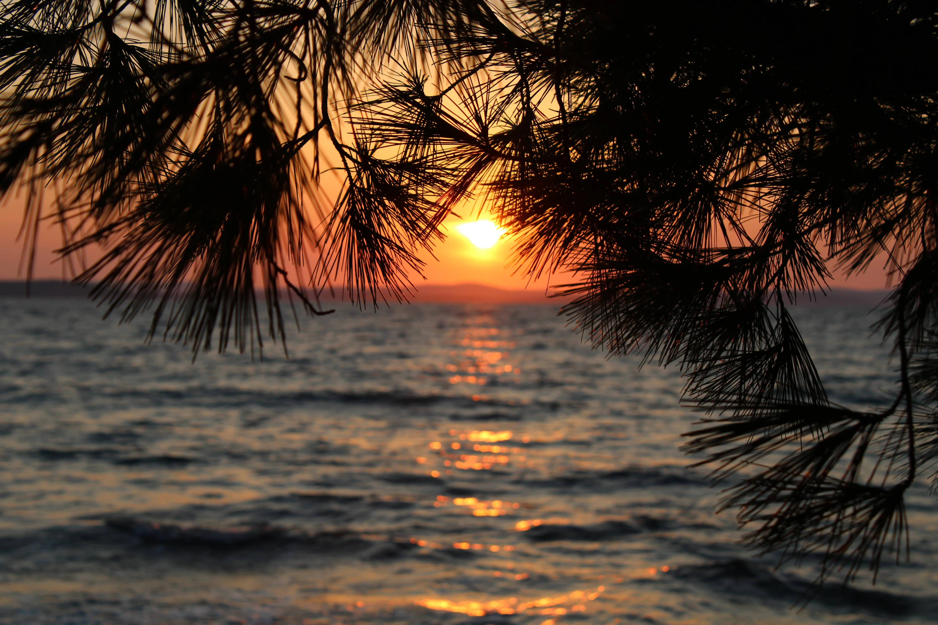 silhouette of palm tree during sunset