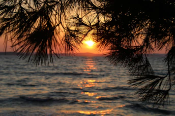 silhouette of palm tree during sunset