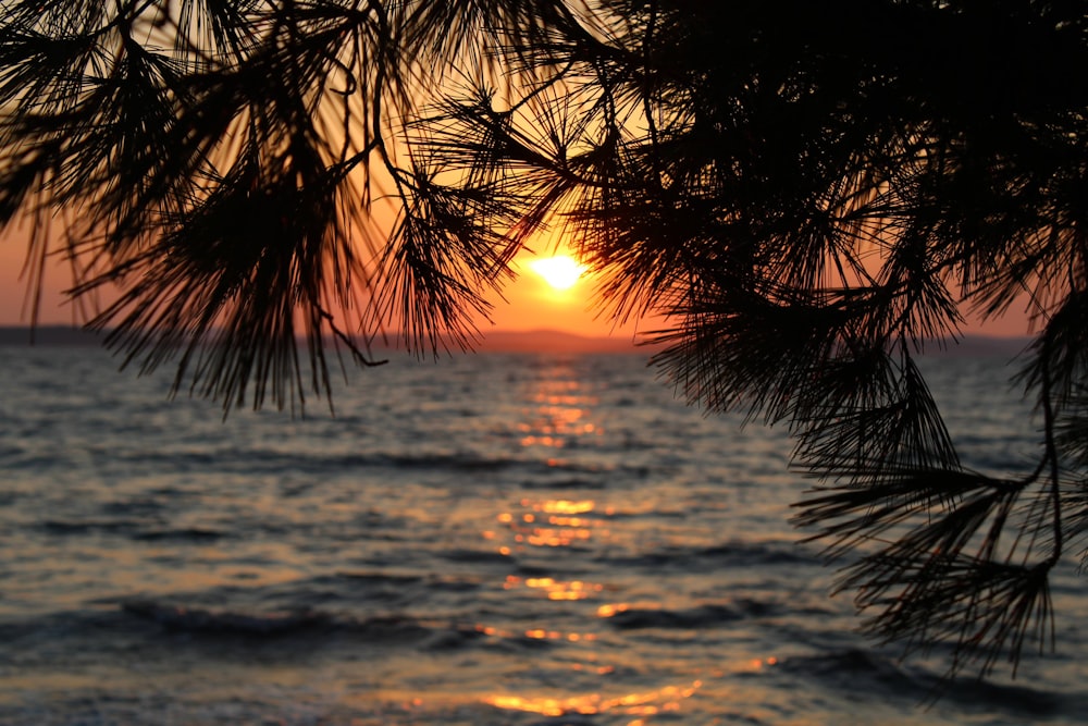 Silhouette der Palme bei Sonnenuntergang