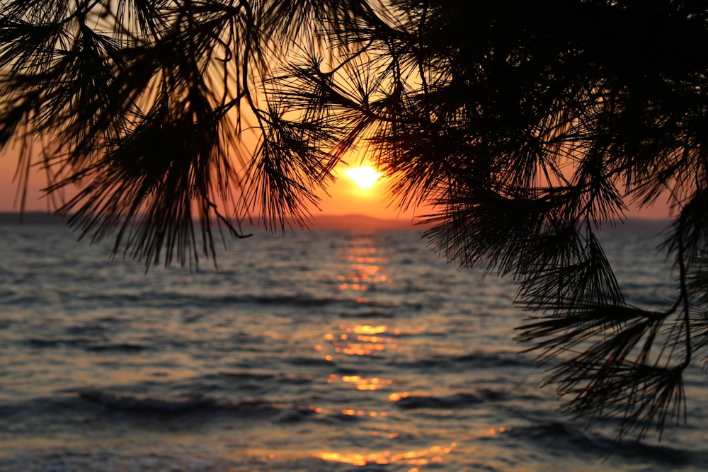 silhouette of palm tree during sunset