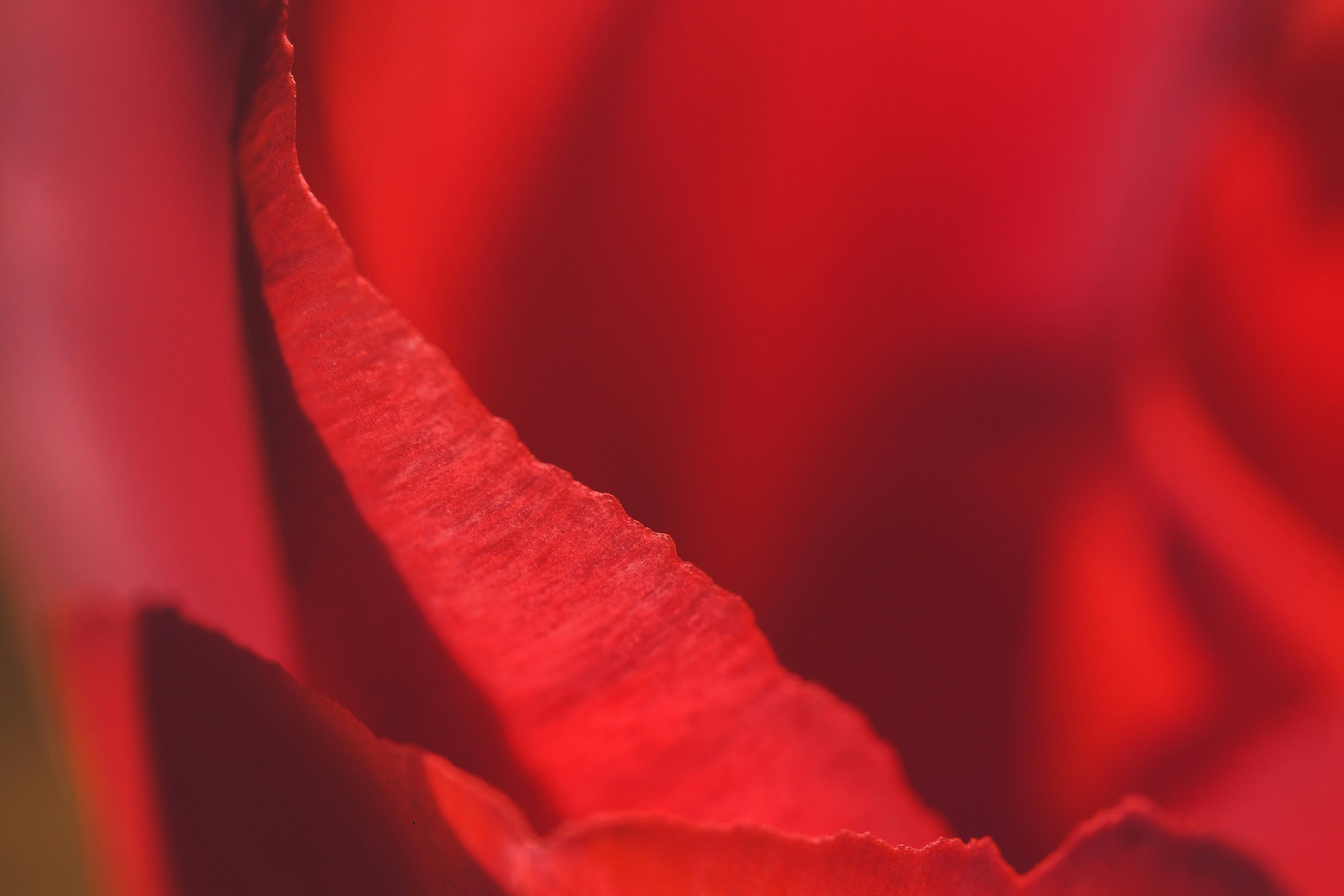 Photo by janes_clutch