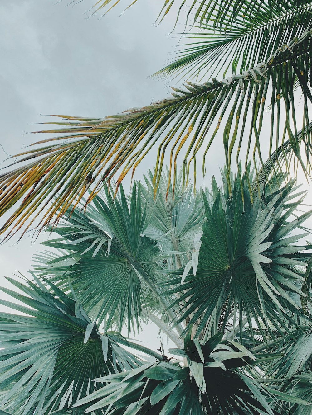 green palm tree under white clouds during daytime