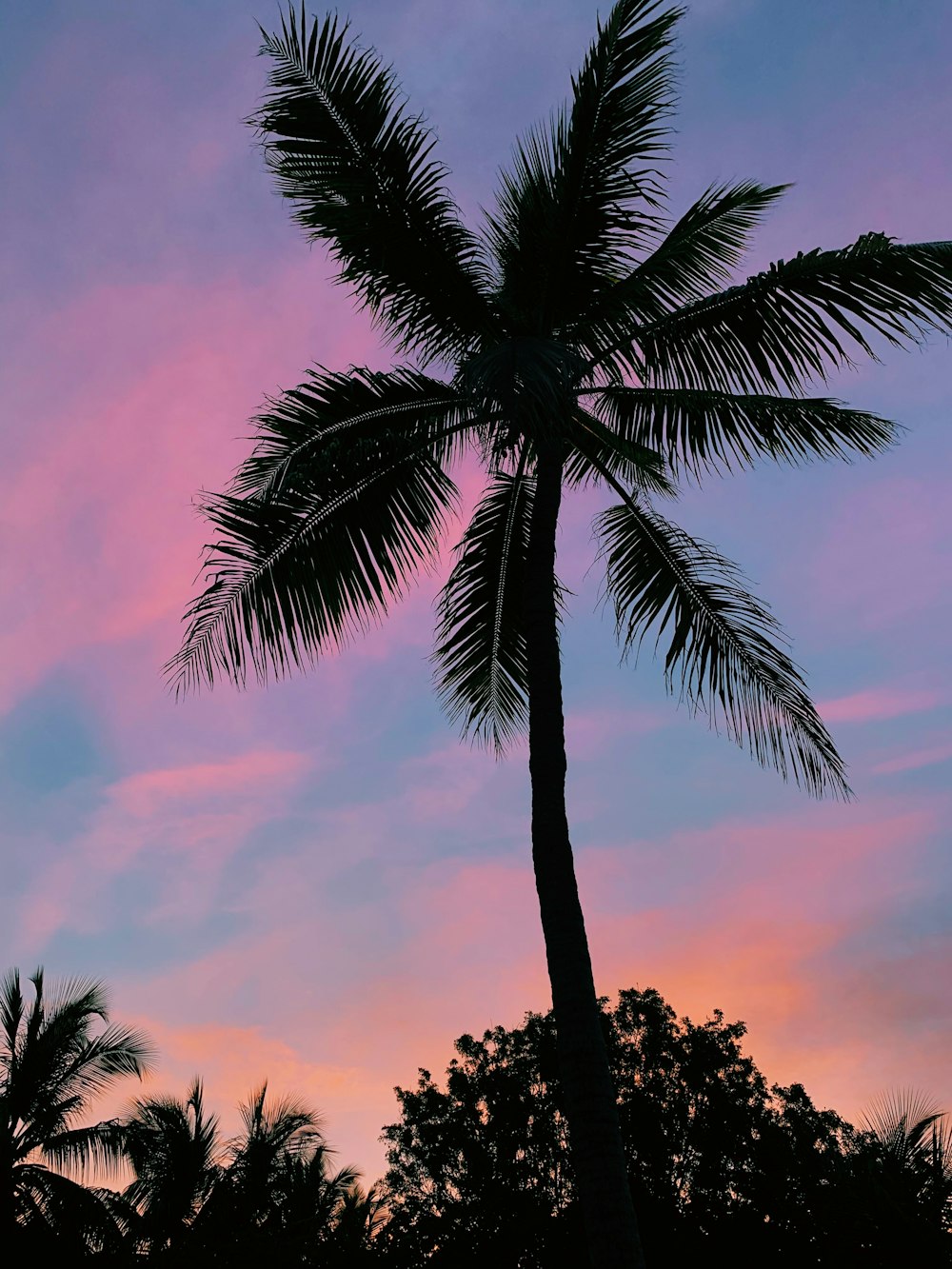 silhouette of palm tree during sunset